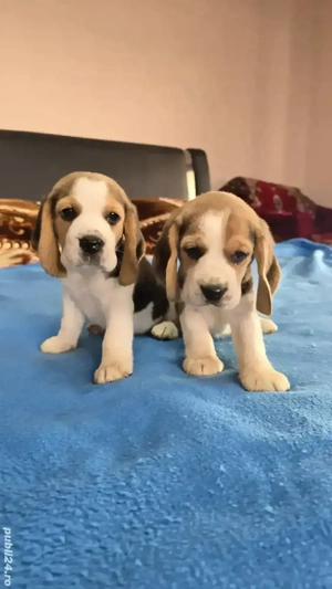 Beagle Tricolori Fete Și Băieți  - imagine 3