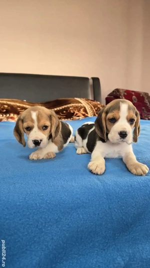 Beagle Tricolori Fete Și Băieți  - imagine 4