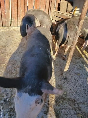 porci de vânzare  - imagine 2