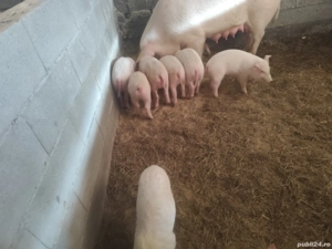 Vând purcei și grăsuni 