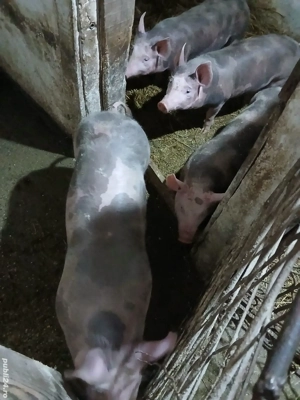 porci de vânzare  - imagine 3