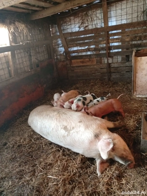 Vând purcei   porci înțărcați 2   4 luni