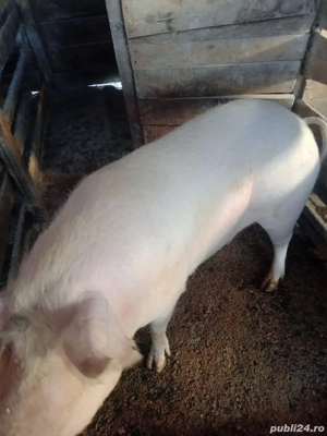 Vând purceii si scroase pt. sacrificat - imagine 2