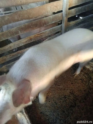 Vând purceii si scroase pt. sacrificat - imagine 3