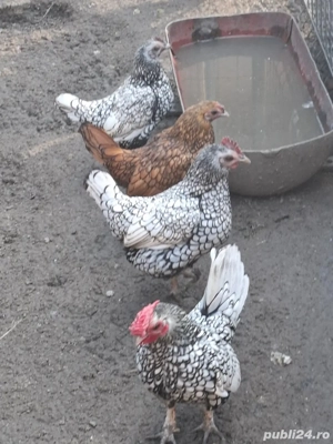 se vand gainuse rasa pitica talie pitica sembrid mai multe detali la tel   - imagine 5