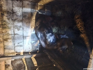 Vând Vier  - imagine 3