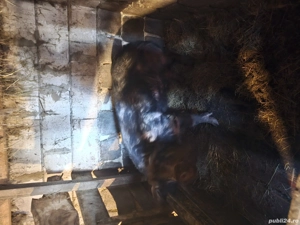 Vând Vier  - imagine 2