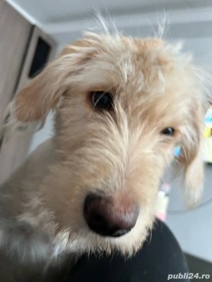 Cătel spre adoptie - imagine 4