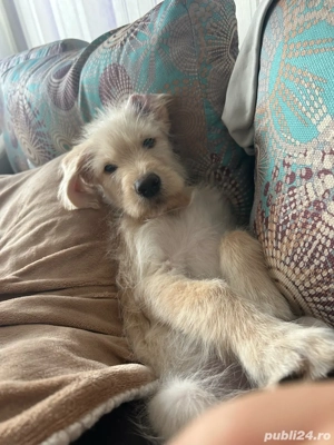 Cătel spre adoptie - imagine 5