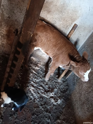 Vând vacă cu vițea de doua săptămâni! - imagine 4