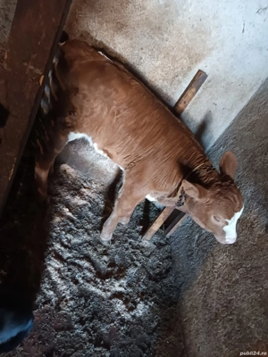 Vând vacă cu vițea de doua săptămâni! - imagine 3