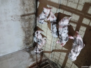 Purcei petrian belgian pur - imagine 2