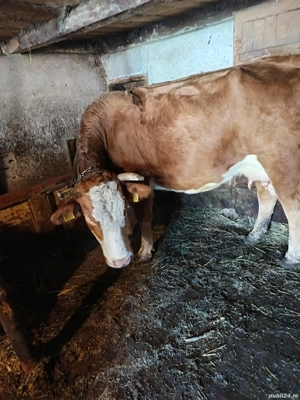 Vând vacă cu vițea de doua săptămâni! - imagine 2