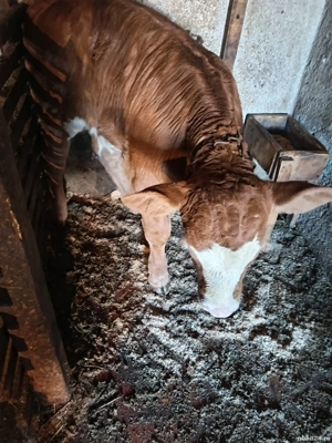 Vând vacă cu vițea de doua săptămâni! - imagine 5