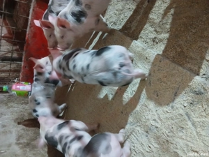 Purcei petrian belgian pur - imagine 3