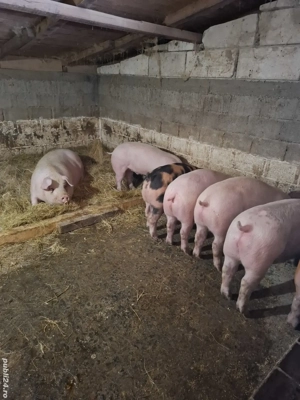 Purcei 80-85 kg - imagine 5