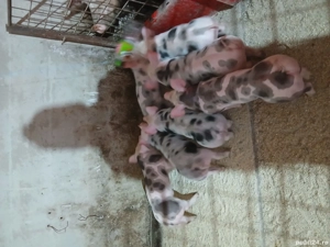 Purcei petrian belgian pur - imagine 4