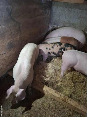 Purcei 80-85 kg - imagine 3