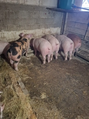 Purcei 80-85 kg - imagine 2