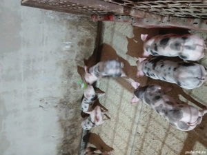 Purcei petrian belgian pur - imagine 5