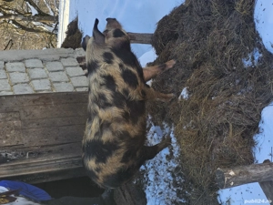 Vând scroafă  - imagine 3