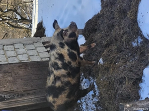 Vând scroafă  - imagine 2