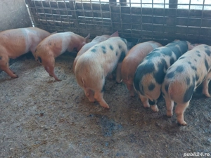 purcei de vânzare - imagine 2