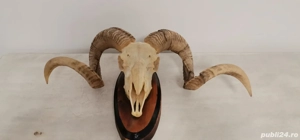 Vand trofeu de berbec spiralat 