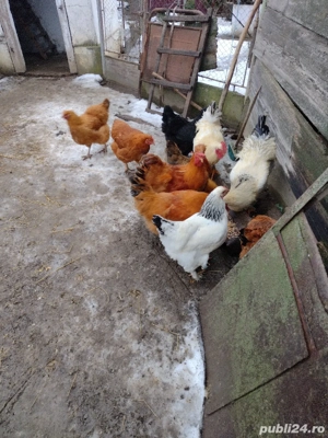 găini și cocoși de vânzare  - imagine 2