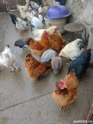 găini și cocoși de vânzare 