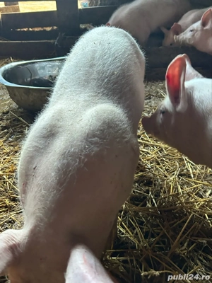 purcei pietrain de vanzare - imagine 2