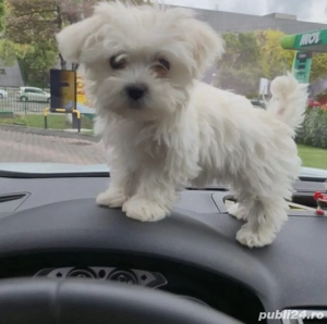 Vand bishon maltez talie mica baiat 7 saptamani