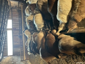 Capre metiși alpina cu zane  - imagine 2