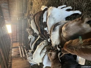 Capre metiși alpina cu zane  - imagine 3