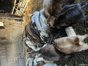 Capre metiși alpina cu zane  - imagine 4