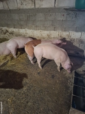 Vând 5 șoldani. - imagine 2