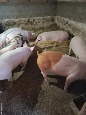 Vând 5 șoldani. - imagine 5