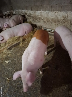 Vând 5 șoldani. - imagine 3