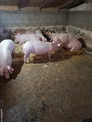 Vând 5 șoldani. - imagine 4