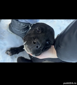 Vând pui Cane Corso vaccinați și deparazitați 