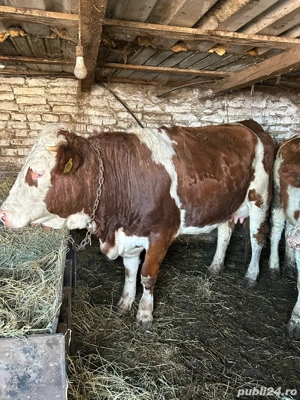 vaca la prima fatare recent fatata 