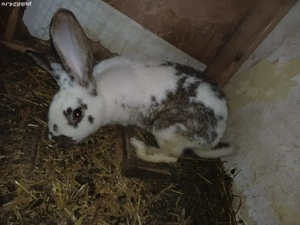 vând o perechie de iepuri  - imagine 5