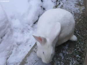 vând o perechie de iepuri  - imagine 3