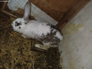 vând o perechie de iepuri  - imagine 4