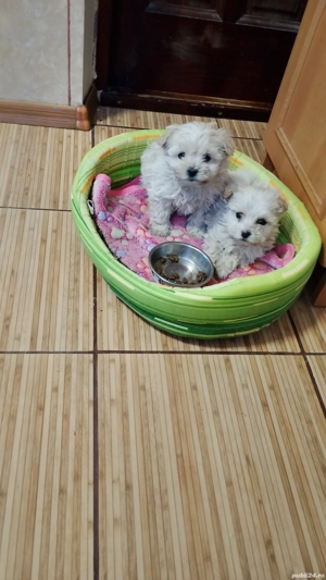 Bichon maltez.                         .