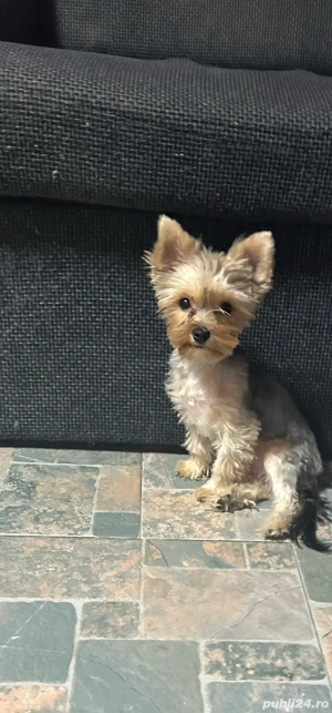 Cățelușa Yorkshire  Terrier  Toy  - imagine 2