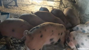 Vând purcei duroc - imagine 4