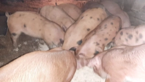 Vând purcei duroc - imagine 3