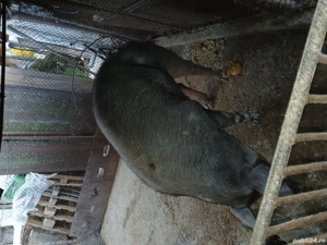 Vând scroafa durok  de  2 ani  vine la a 3 fatare  pentru prăsilă  sau sacrificat are in jur de 200  - imagine 3