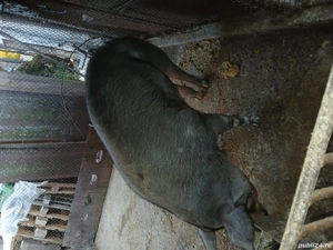 Vând scroafa durok  de  2 ani  vine la a 3 fatare  pentru prăsilă  sau sacrificat are in jur de 200  - imagine 2